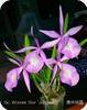 Bc. Wonder Star Jungle Elf